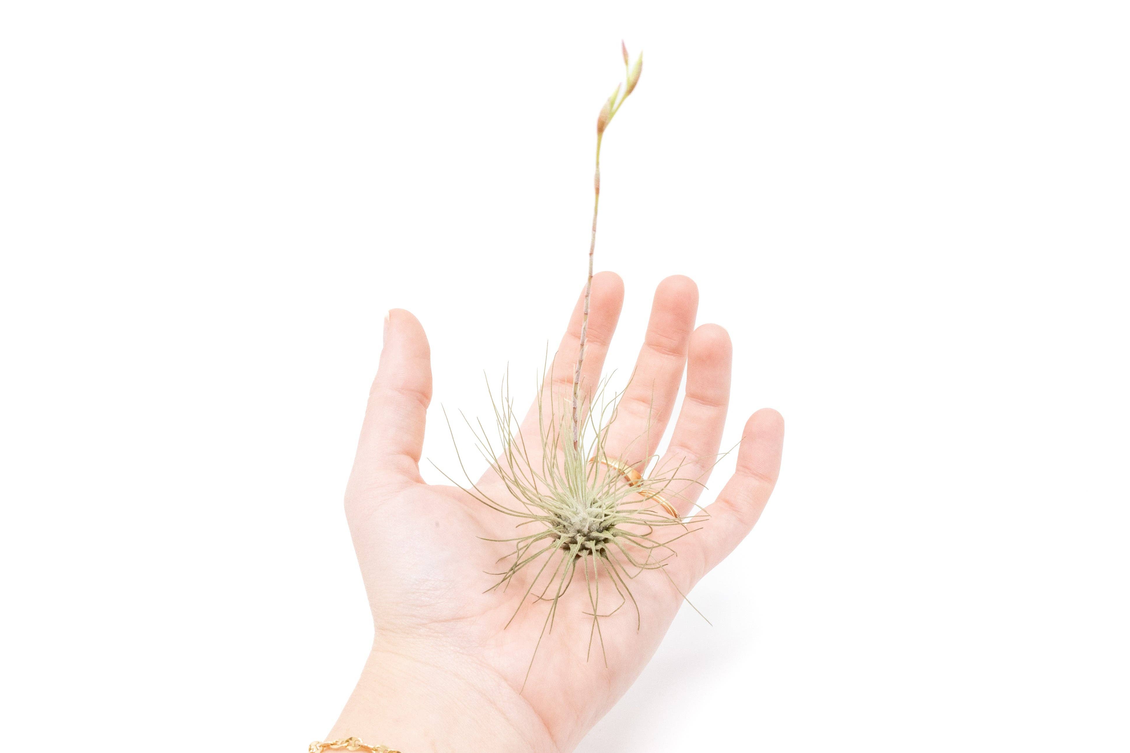 Air Plant Shop - Wholesale Live Plant - Tillandsia Argentea Thin Air Plants1