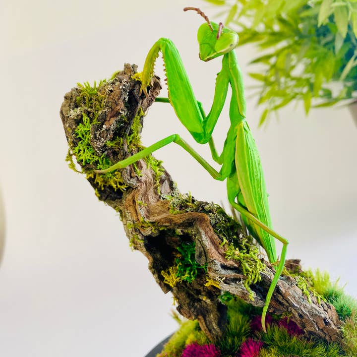 Thingx - Wholesale Decorative Tabletop Object - The praying mantis, curiosity under a glass dome2