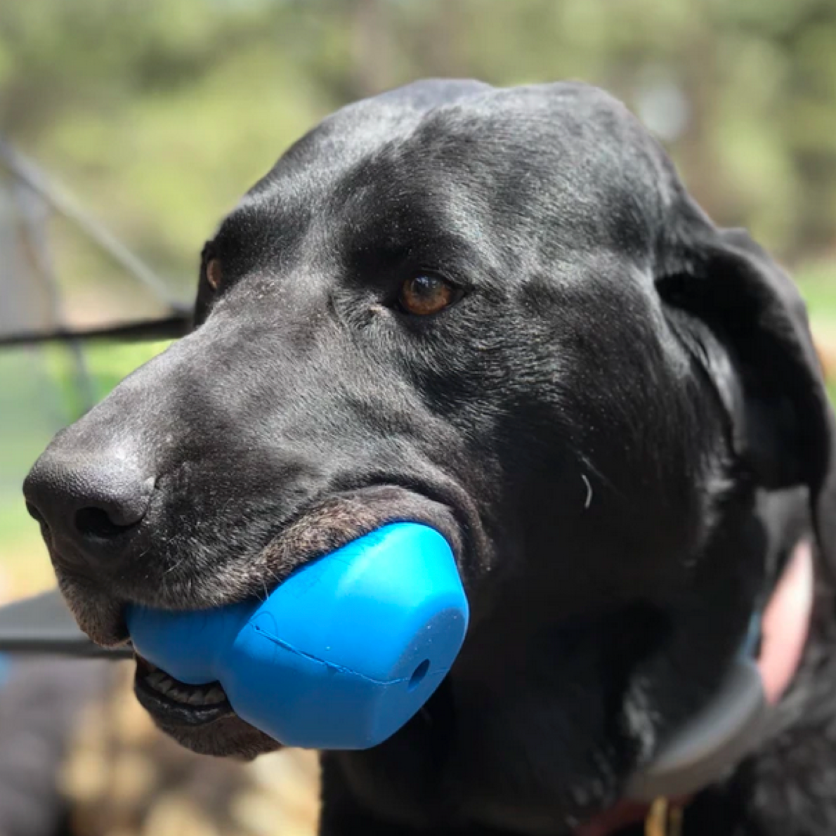 Rover Pet Products - Vendita all'ingrosso Giocattolo da masticare - Cani - Giocattolo da masticare a doppio problema2