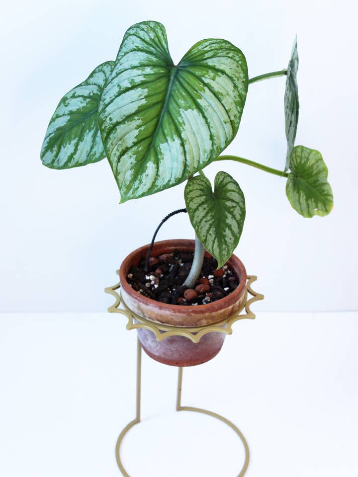 Sun Plant Stand for wholesale by Iron Ivy