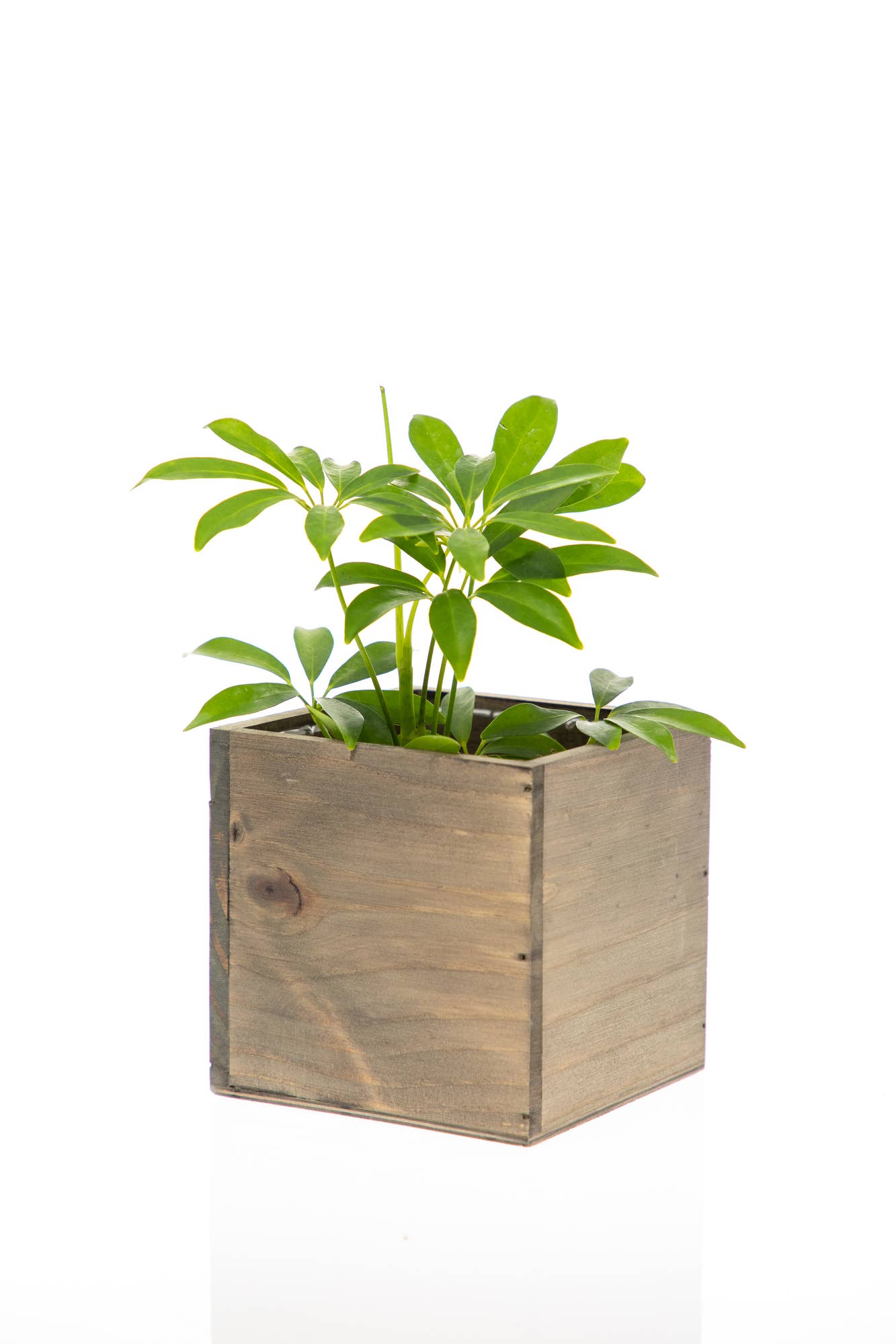 UNIMIX FLORAL – suporte para vasos de plantas por atacado – Plantas/Contentores em Madeira 5"x5"3