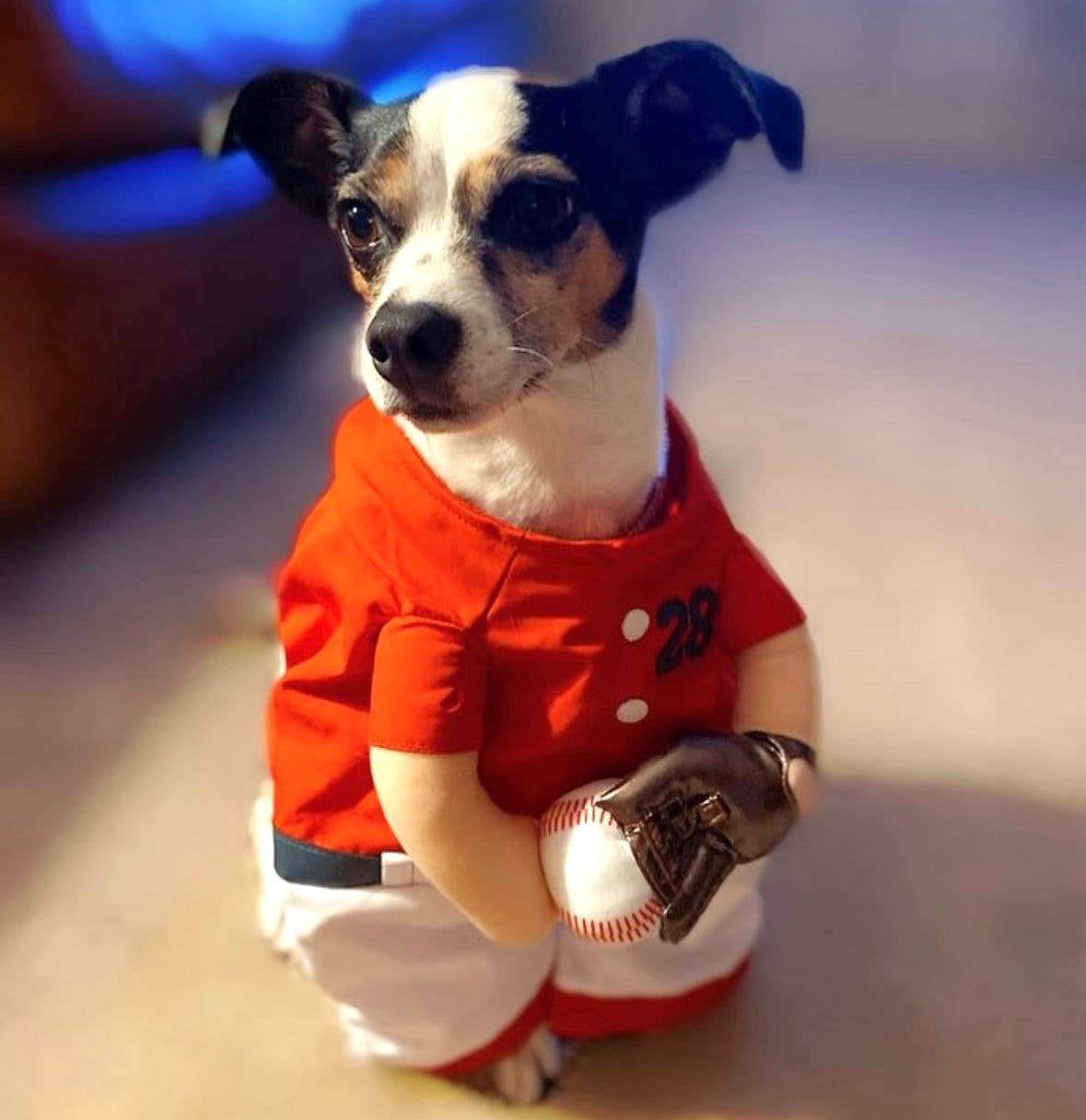 Show & Tail – wholesale Dräkt - Hund – Husdjurskläder - The Home Ruff7