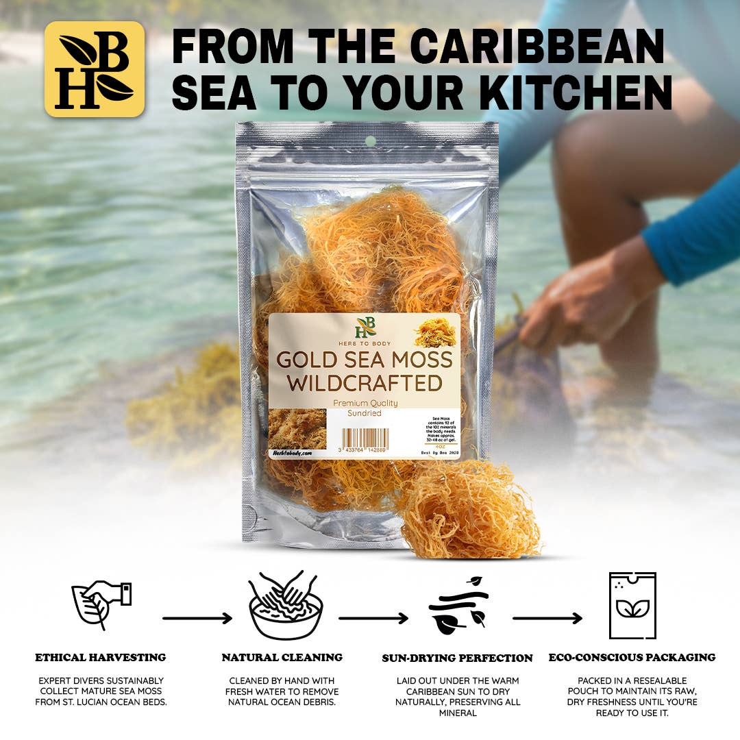 Herb To Body - Wholesale Herbs - Gold Sea Moss (Dry) -  Wildcrafted From Caribbean 4oz6