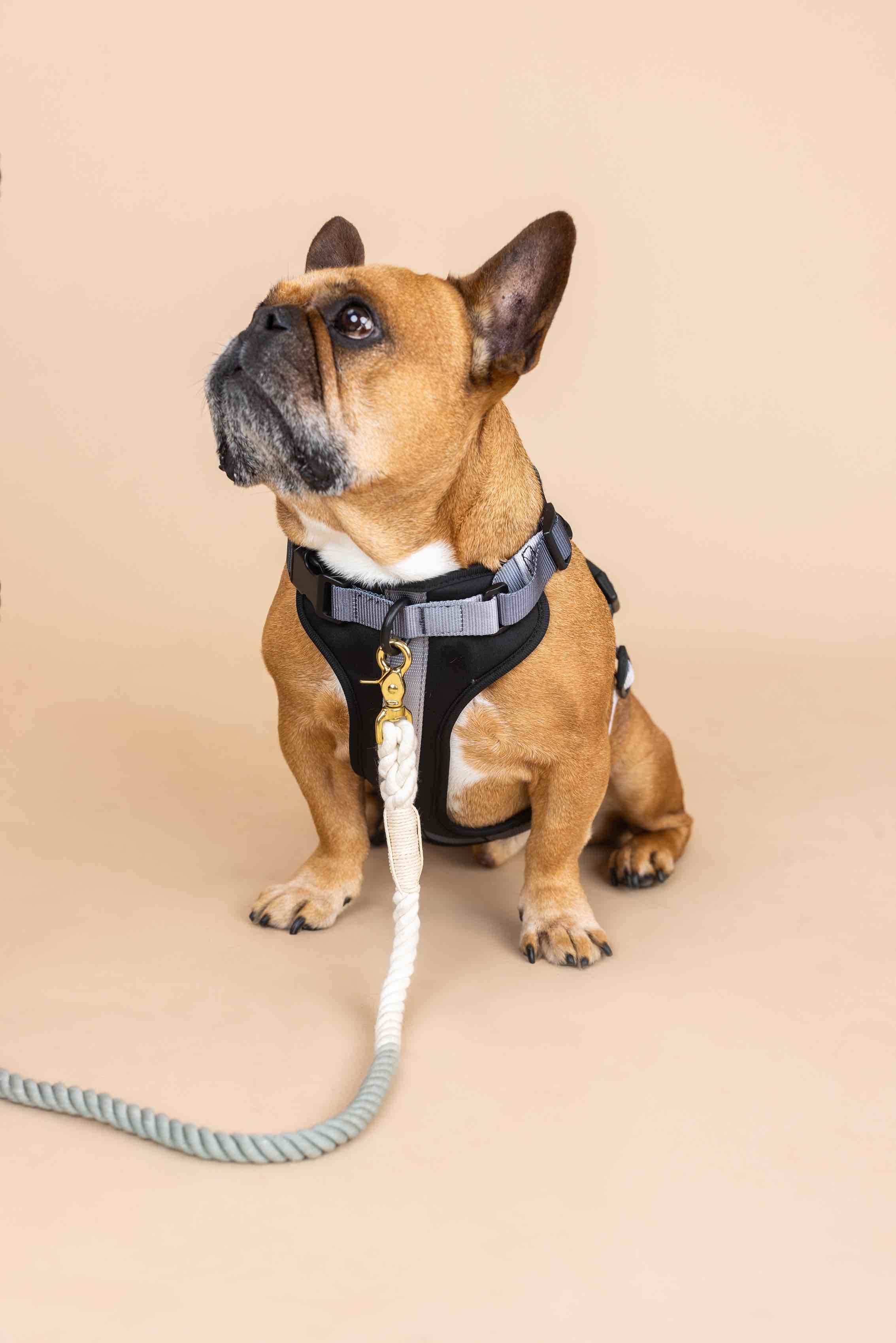 Pink Papyrus | Premium, Durable, & Stylish Dog Products - Venta al por mayor Arnés - Perros - Arnés para Perros Rowan | Arnés Antitirones para Perros | Arnés Negro para Perros7