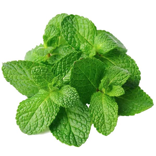 Arômes & Évasions - Wholesale Essential Oil - Essential Oil -Peppermint (Mentha Arvensis)