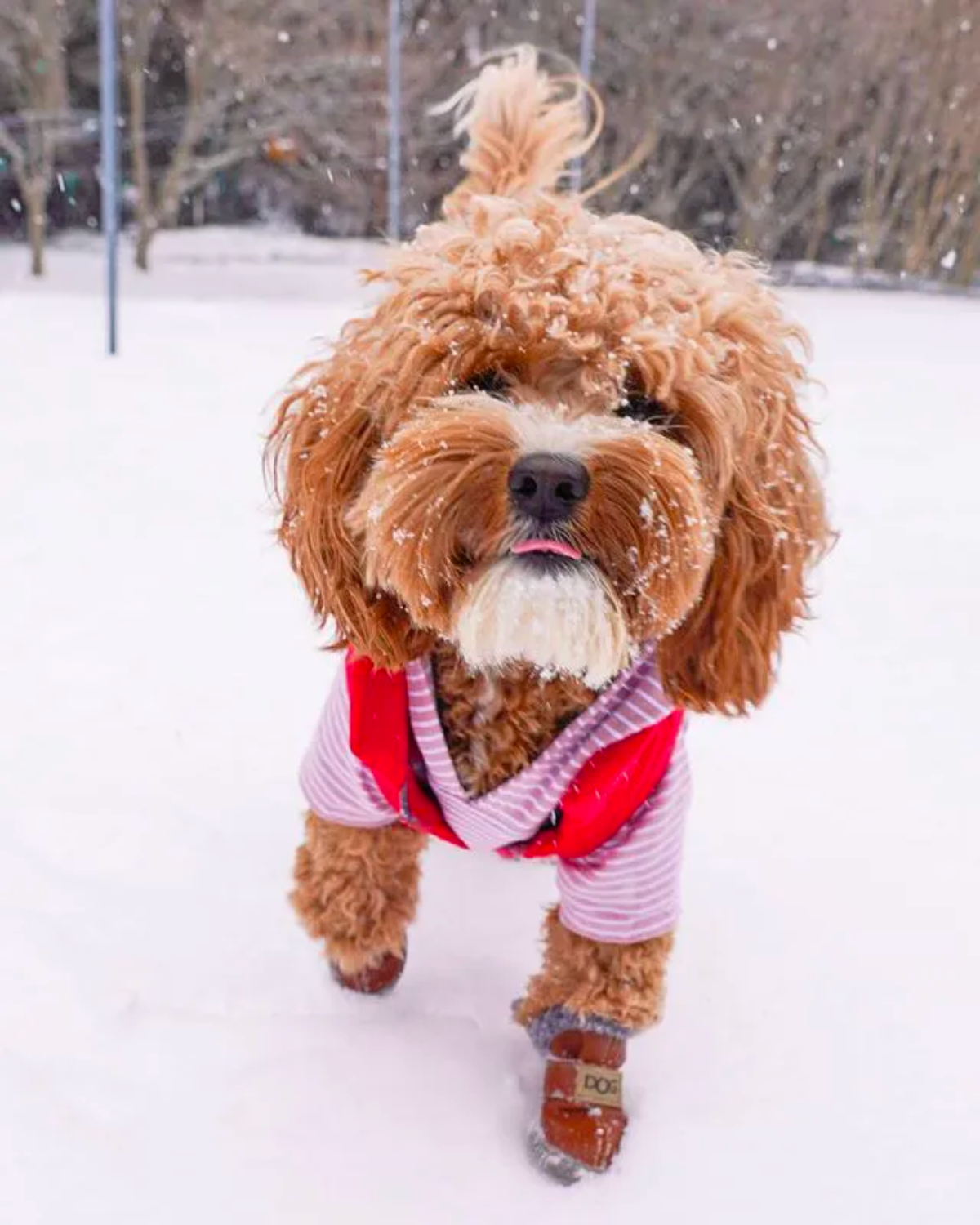 DJANGO - Wholesale Hondenjas - Hond - Omkeerbare puffer hondenjas - Lava Red4