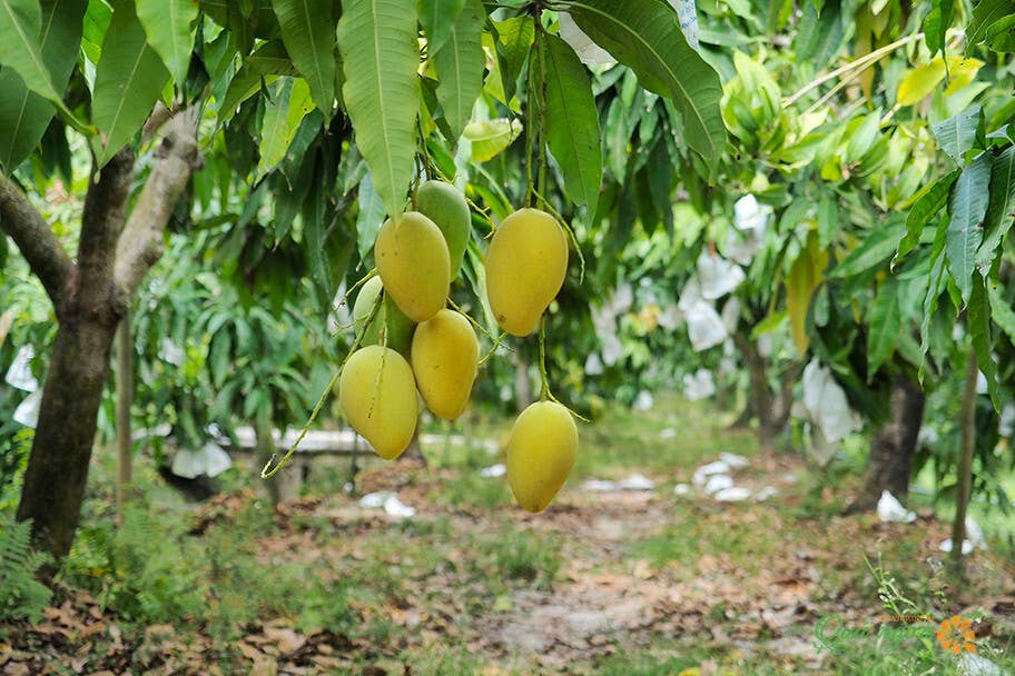 OhFresh Brands – wholesale Fruit juice – OhFresh Juice Mango 500 ml (12pk)5