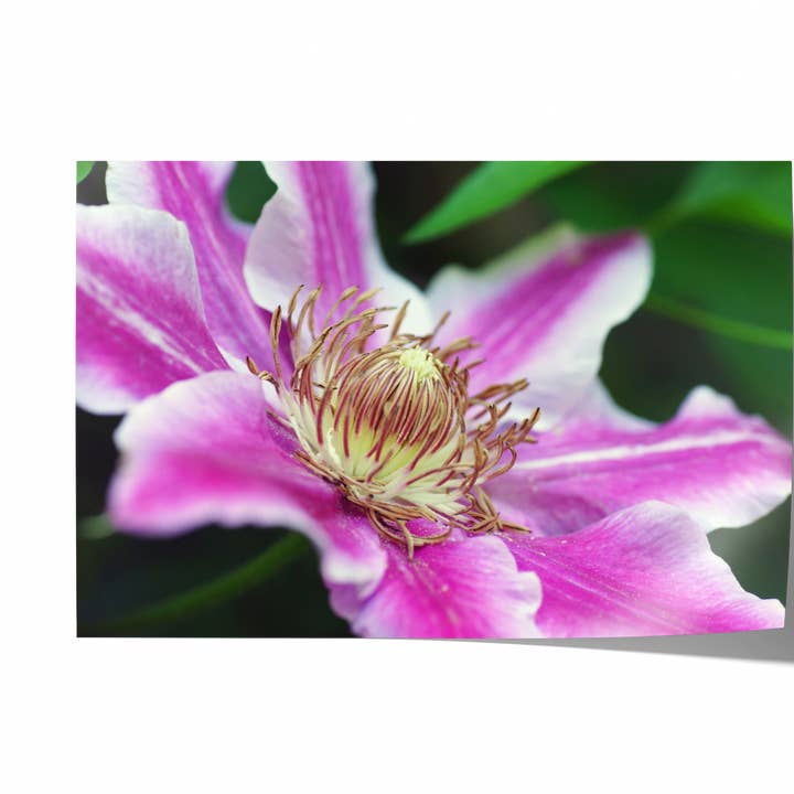 Roze Clematis | Fijnkunst Fotografie Print voor wholesale door Natasha Riha Photography