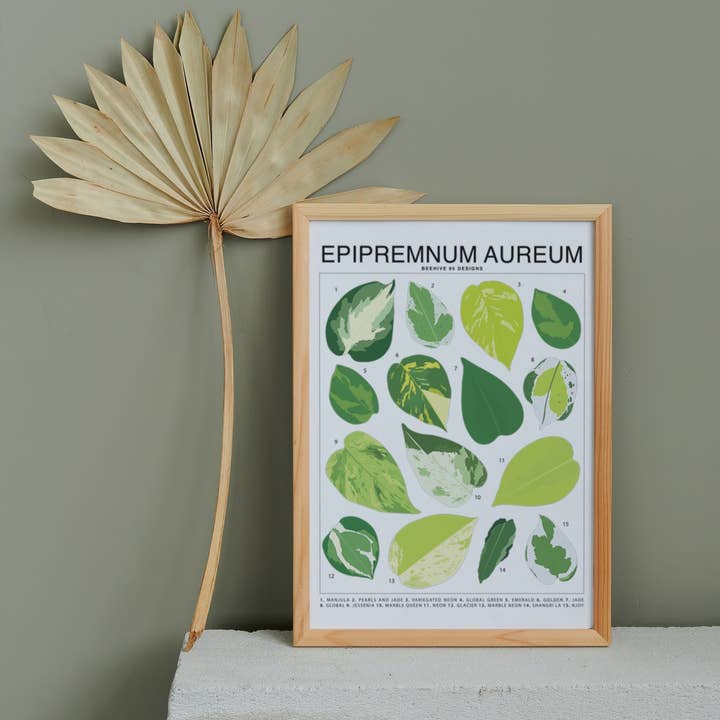Beehive 95 Designs – Engroshandel Kunsttryk – Epipremnum Aureum (Pothos) ID Chart Stueplante Kunst Print1