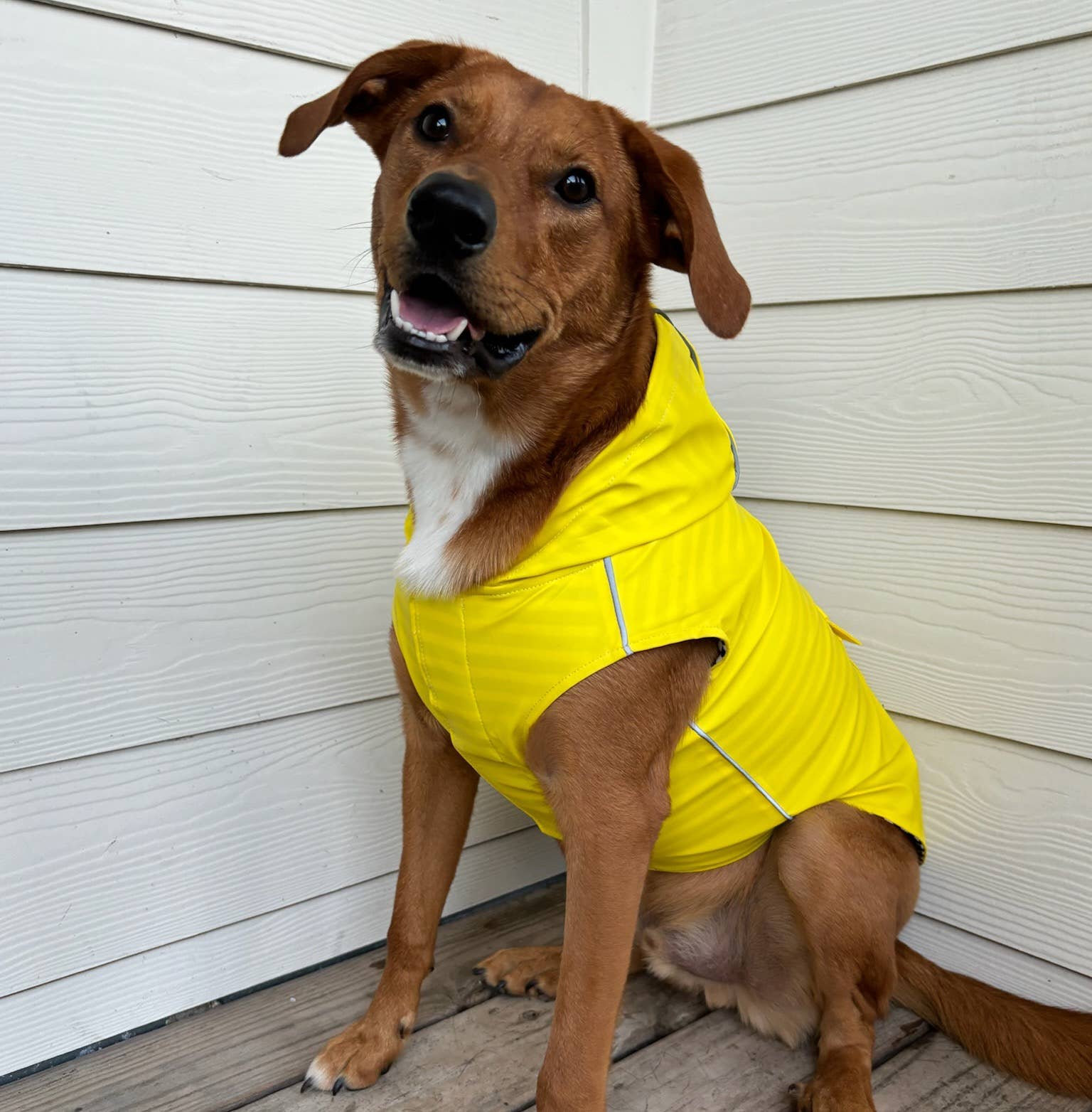 Doggie Design - Wholesale Pet Raincoat - Dog - Slicker Raincoat with Striped Lining - Yellow3