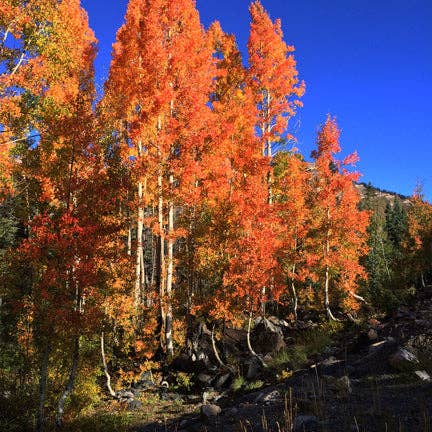 Aspen à Orange pour la vente par Nook Puzzles