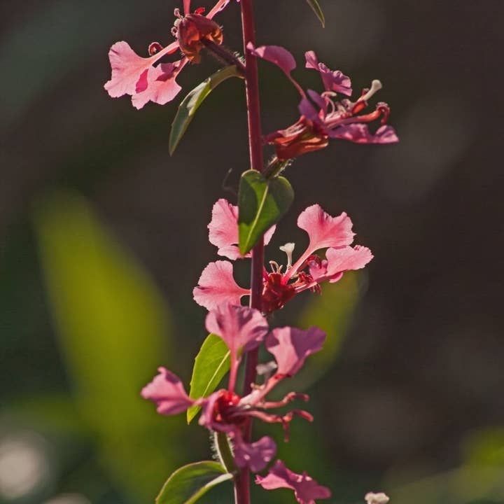 Bloom Bombs - Wholesale Plant seeds - California Native Wildflower Seed Balls 14oz.7