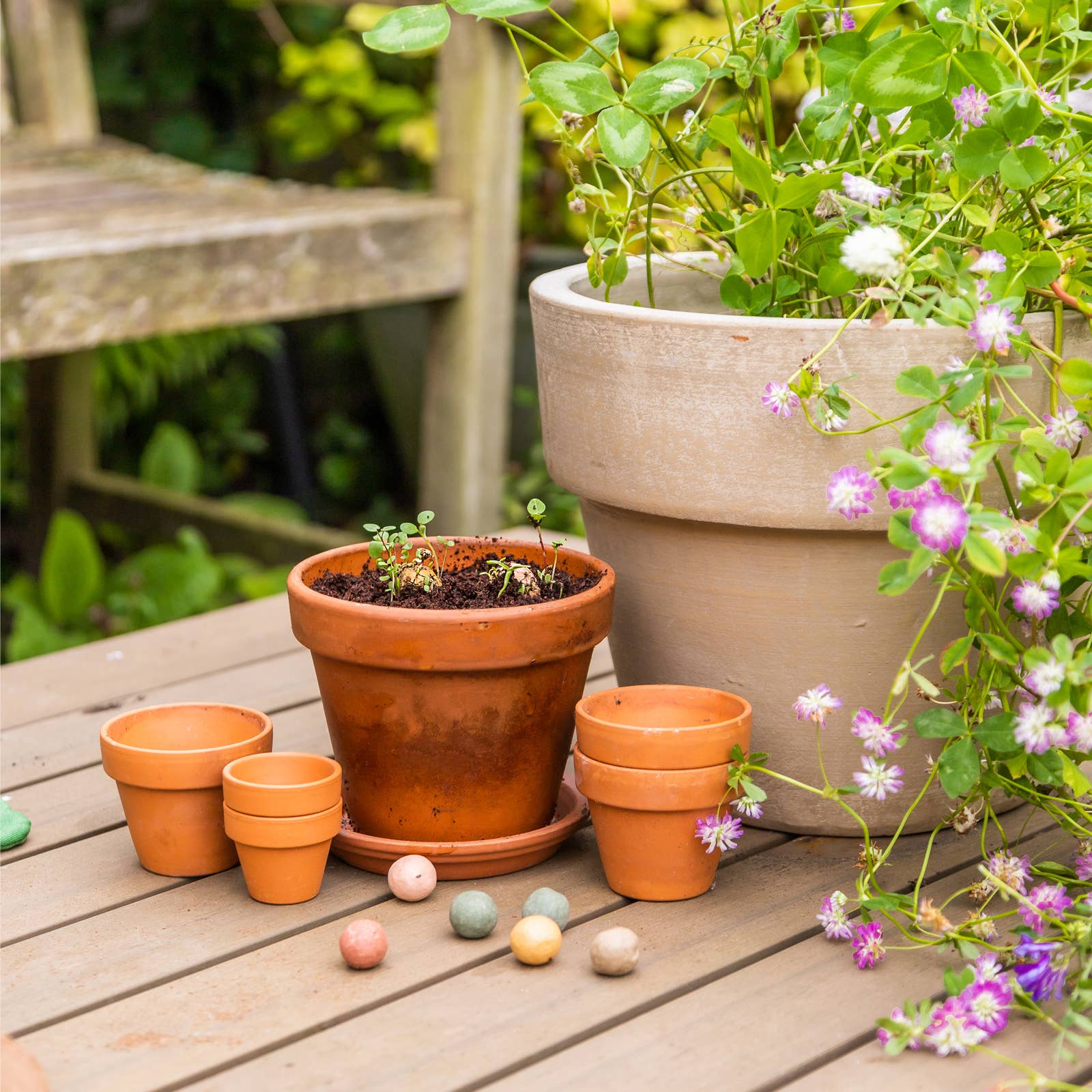 Buzzy Seeds Grow Gifts - Wholesale Plant Seeds - Mini Wildflower Seed Box – 4 Seed Bomb Gift Set3