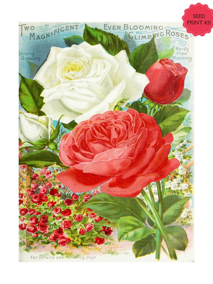 IMPRESSION ARTISTIQUE SUR SACHET DE GRAINES VINTAGE #21 pour la vente par Soraya Moon Co.