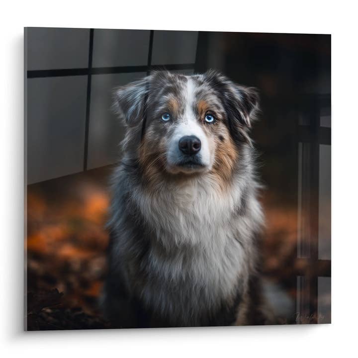 Tableau Berger Australien aux Yeux Bleus Perçants - Portrait Intimiste - Edition Tableau Berger Australien pour la vente par Walensky