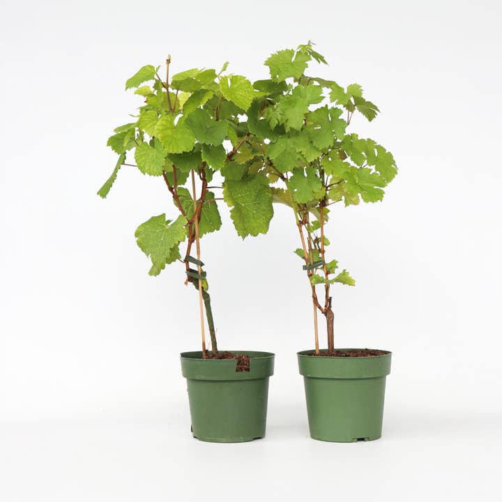 Oasis of Life - Wholesale Live Plant - Grape Vine Set – 2 Plants – Vitis vinifera ‘Himrod’ & ‘Vanessa’ – Height 60–75cm – Ø21cm – White & Red Grapes – Hardy, Self-pollinating Varieties for Garden & Terrace0