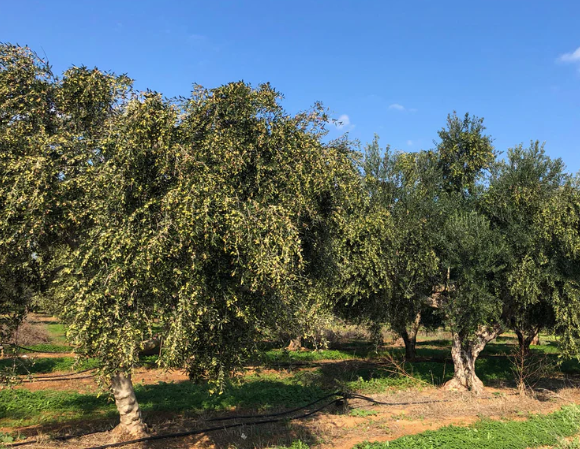 Zakarian Collection - Wholesale Olive Oil - Zakarian Ultra-Premium Extra Virgin Olive Oil - 500ml6