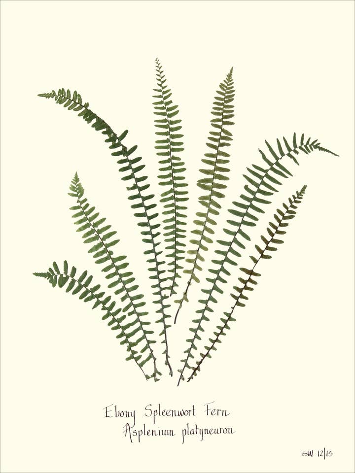 Impression botanique d'Asplénium noir pressé - Art botanique pour la vente par Homegrown Art Co