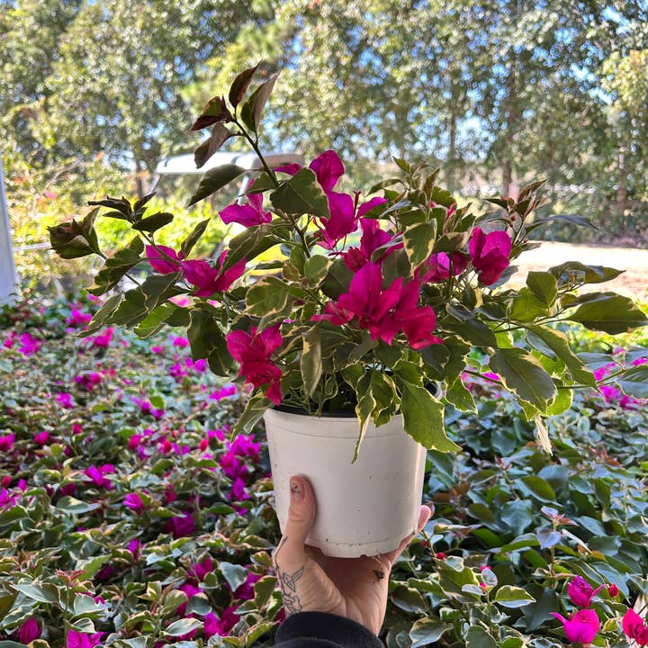 O F Nelson’s - Wholesale Live Plant - 6" Bougainvillea2