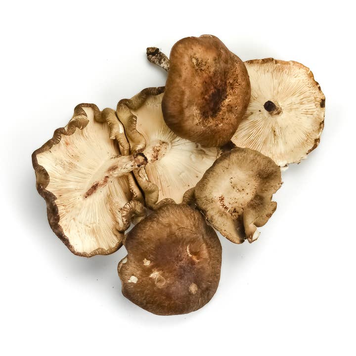 Planet Mushrooms - Wholesale DIY Food Kit - Shiitake Mushroom Grow Kit0