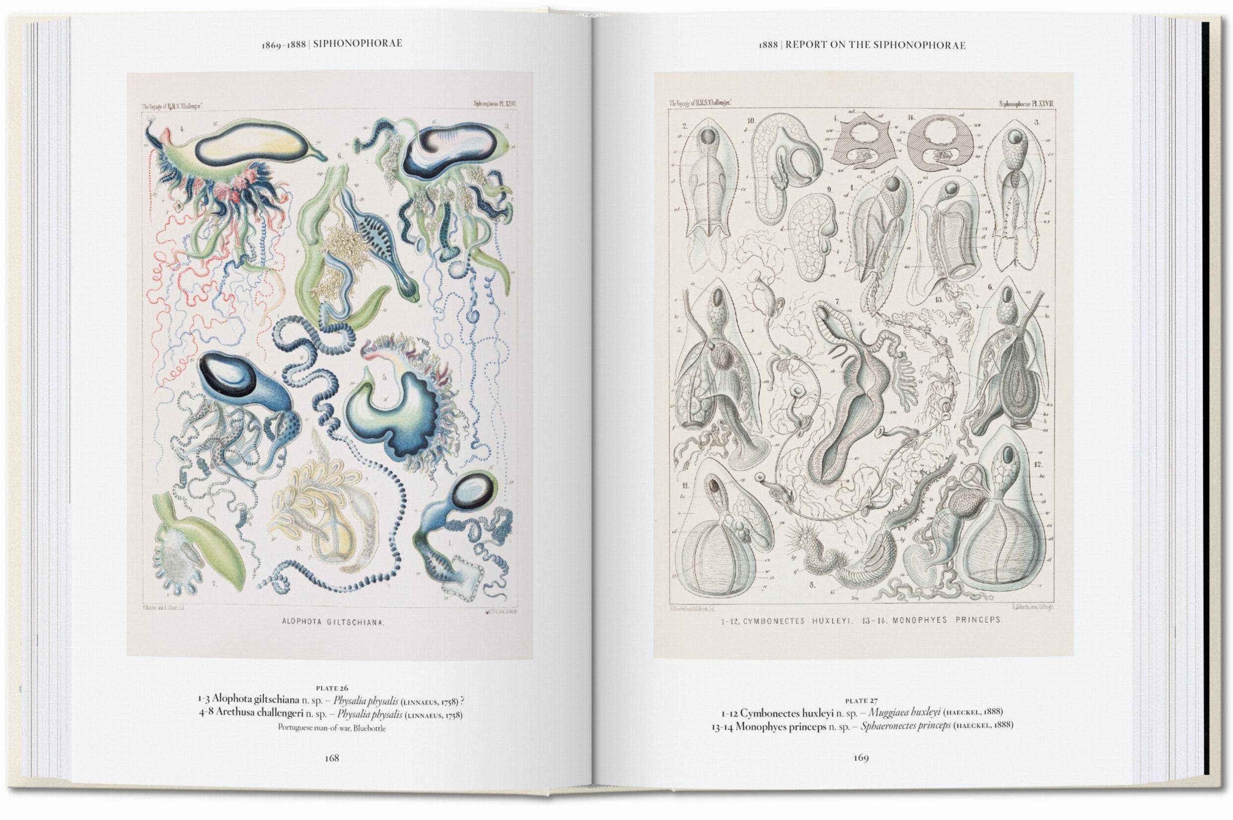 TASCHEN Europe - Vendita all'ingrosso Catalogo - Ernst Haeckel. Arte e Scienza. 40ª Ed. (Tedesco)3