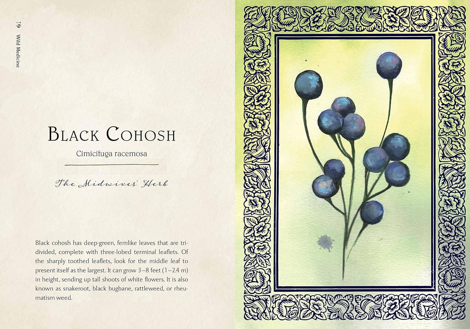 Blue Star Press - Wholesale Nature & Outdoors Book - Wild Medicine: Illustrated Guide to the Magick of Herbs2