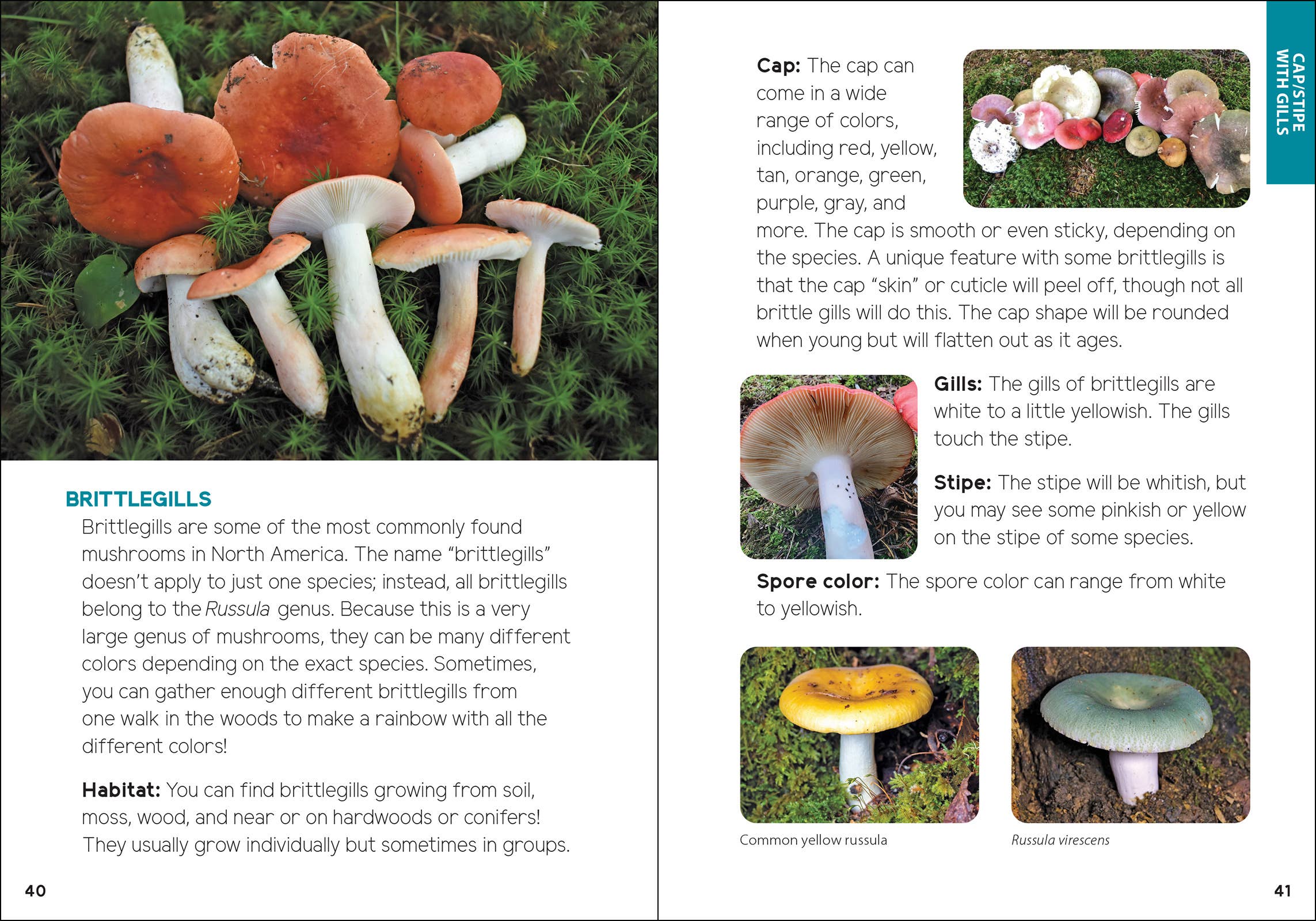 AdventureKEEN - Vente Nature et plein air - Champignons & Fungi pour les enfants10