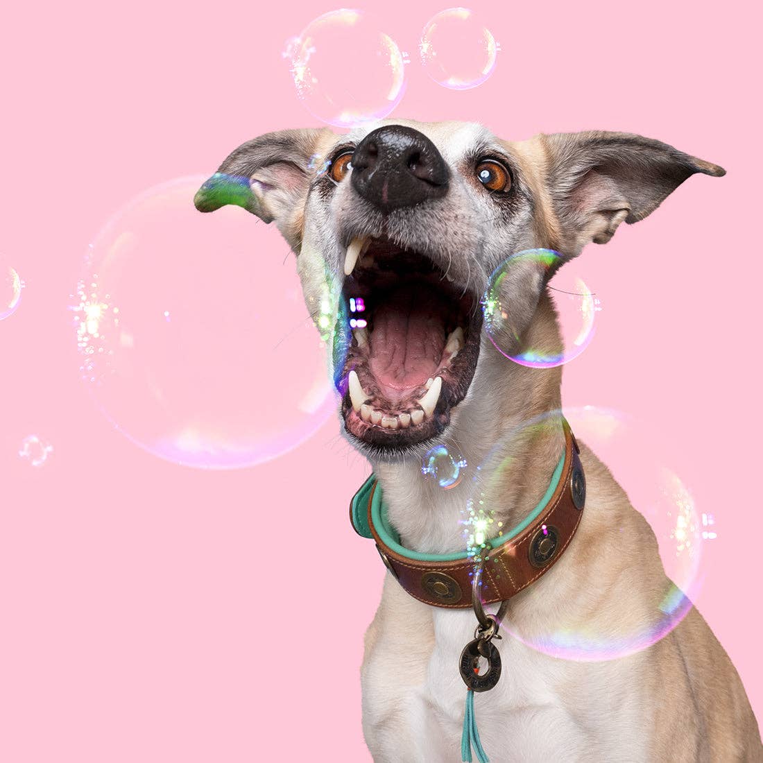 Dog with a Mission – coleira - Cão por atacado – Coleira Urban9