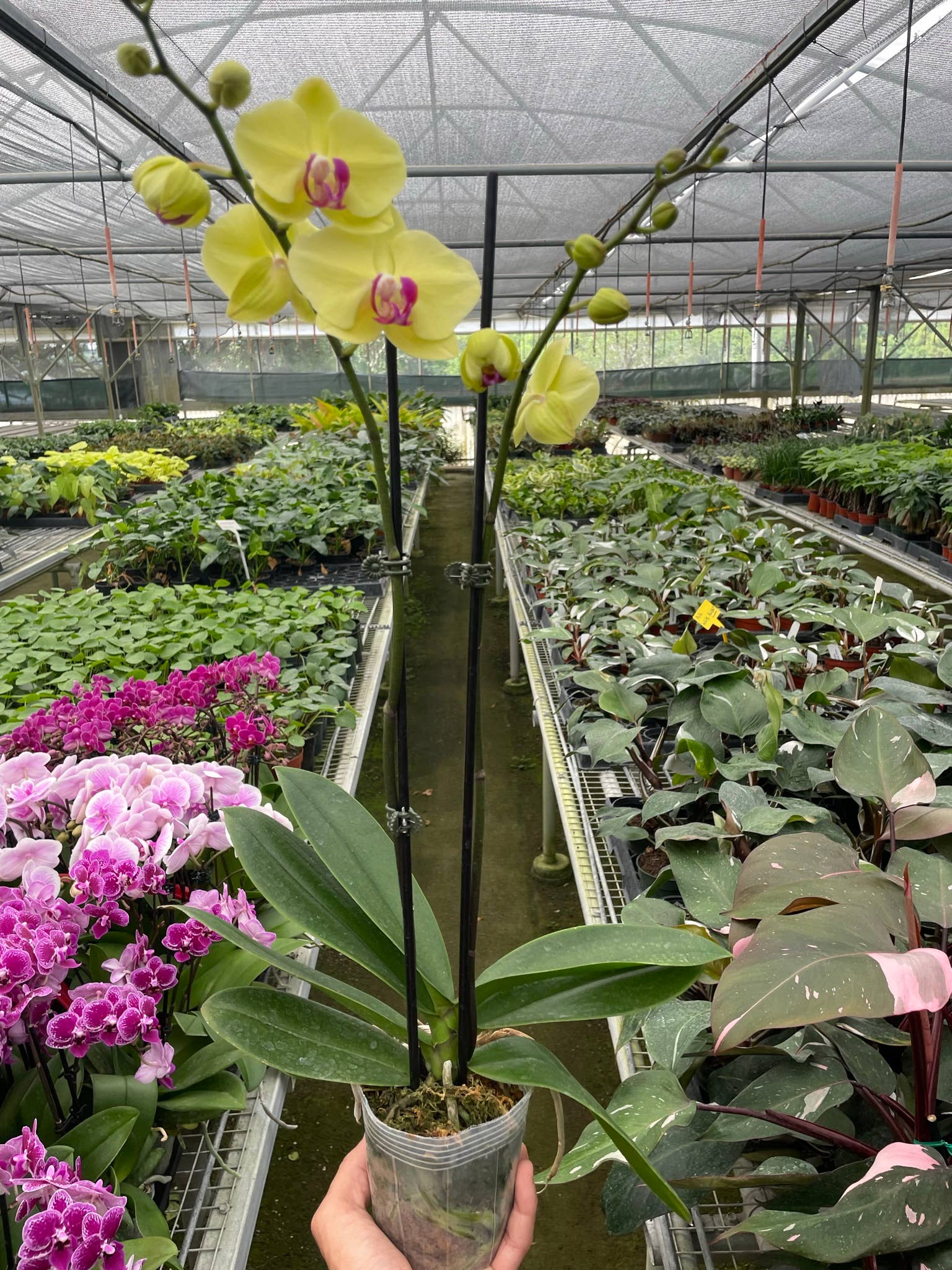 House Plant Wholesale - Wholesale Live Plant - Orchid Yellow Phalaenopsis - 5" pot0