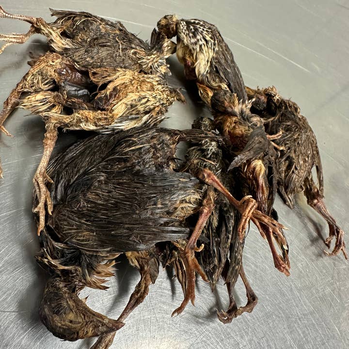 Tapia raw meats for pet food - Wholesale Pet Food - Dog - Quail With Fur1