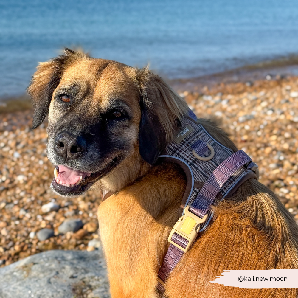 Cocopup London – wholesale Pet harness – Dog – Explore Harness - Pup Plaid12