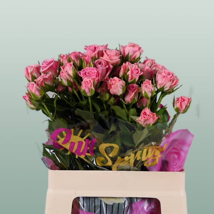 Spray Rose Odilia for wholesale by All Occasions Wholesale