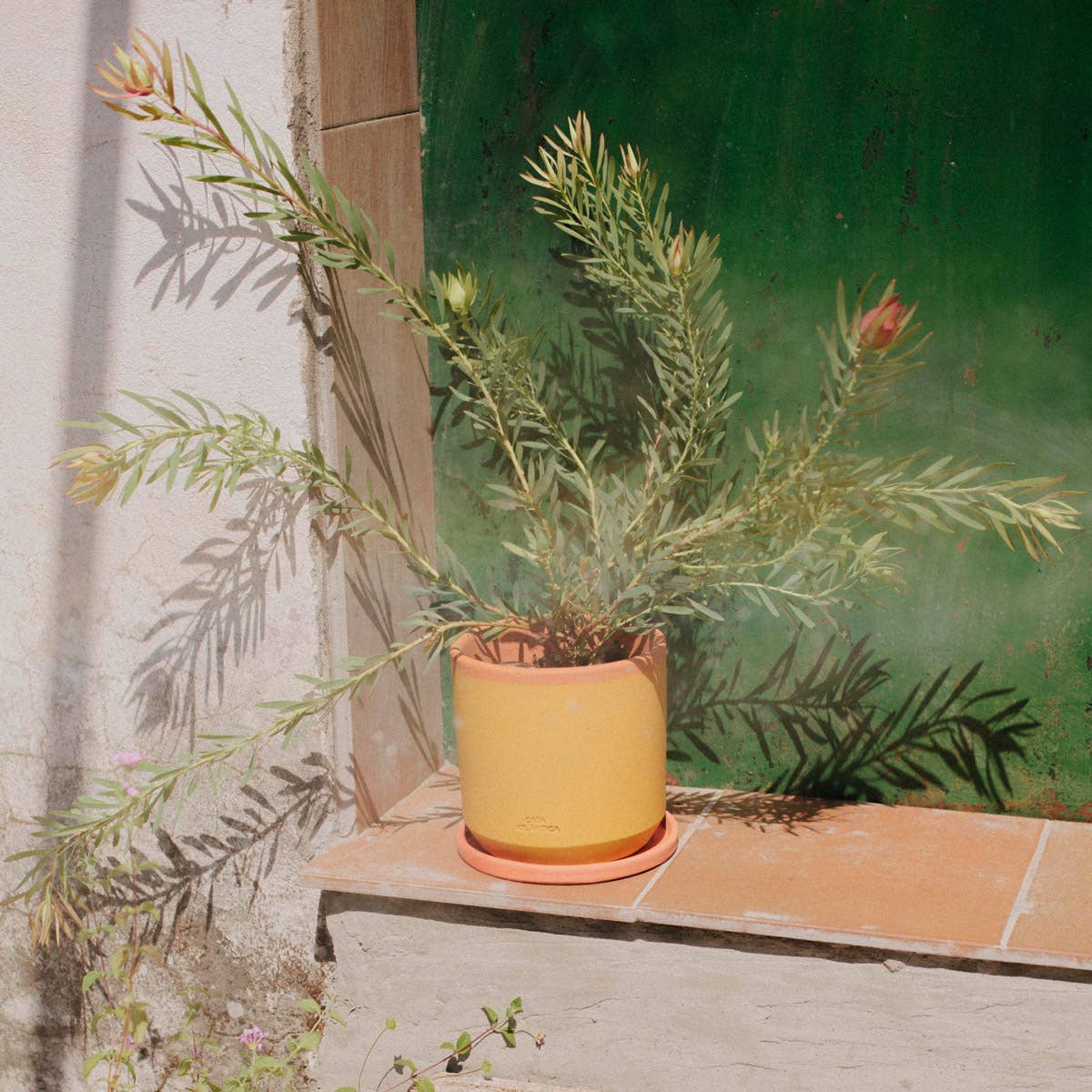 Casa Atlântica – wholesale Kruka – Rosa målad krukformad blomkruka i lera4