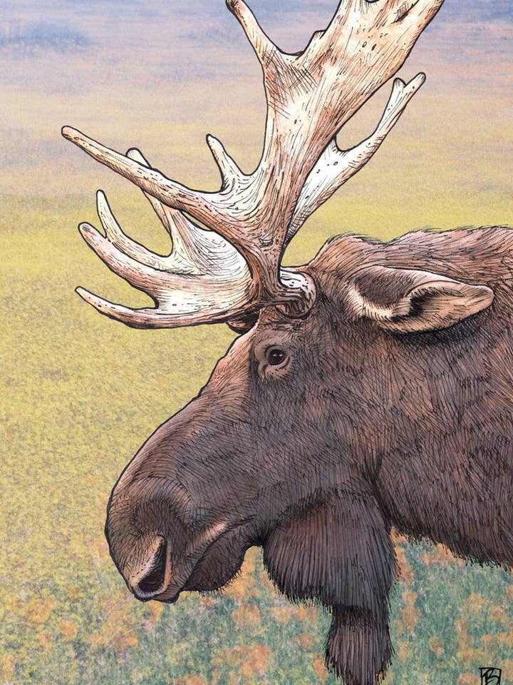 Profile #10 - vertical for wholesale by Shawn Braley Illustration