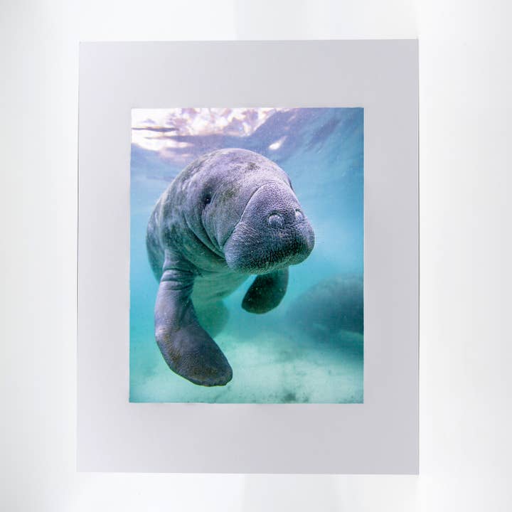 Artwork-Manatee 1 for wholesale by Mike Ring Photography