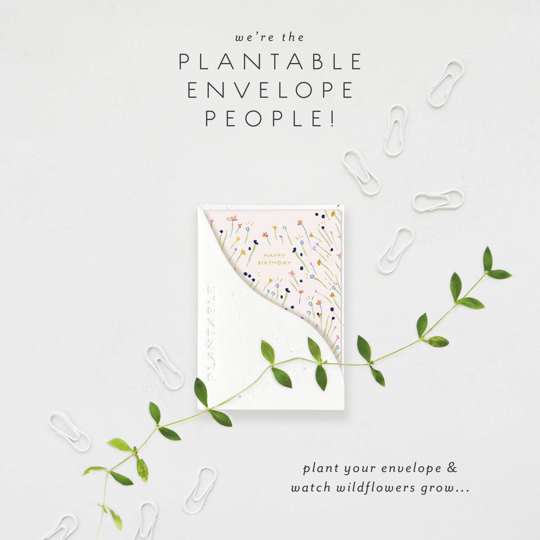 Seedlings – postal de parabéns por atacado – Doces Rebentos - Mini Cartão de Aniversário (6,35 cm x 8,89 cm)1