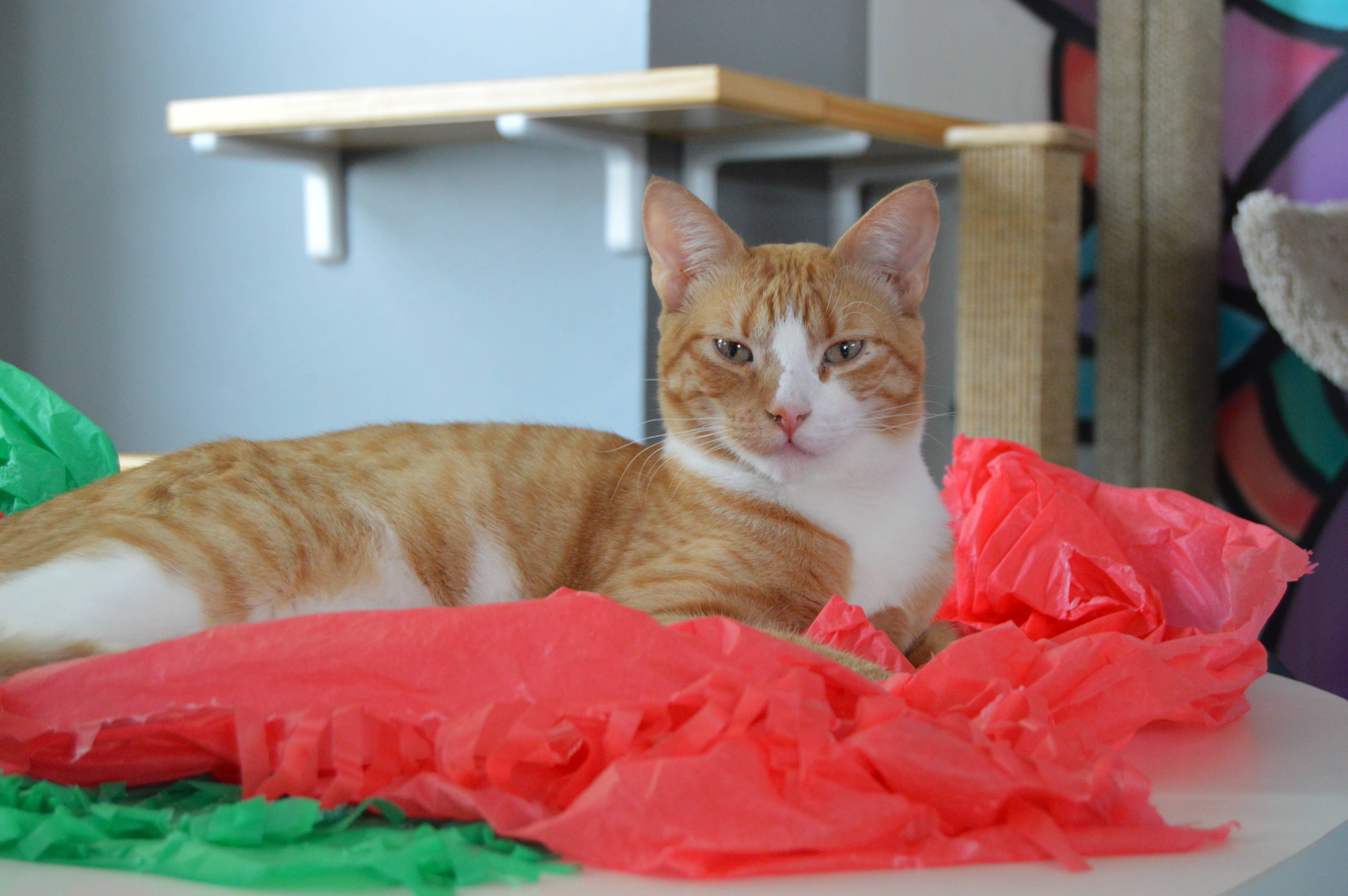 Dezi & Roo - Wholesale Pet Toy - Cat - Magic Carpet - Play Tent for Cats4