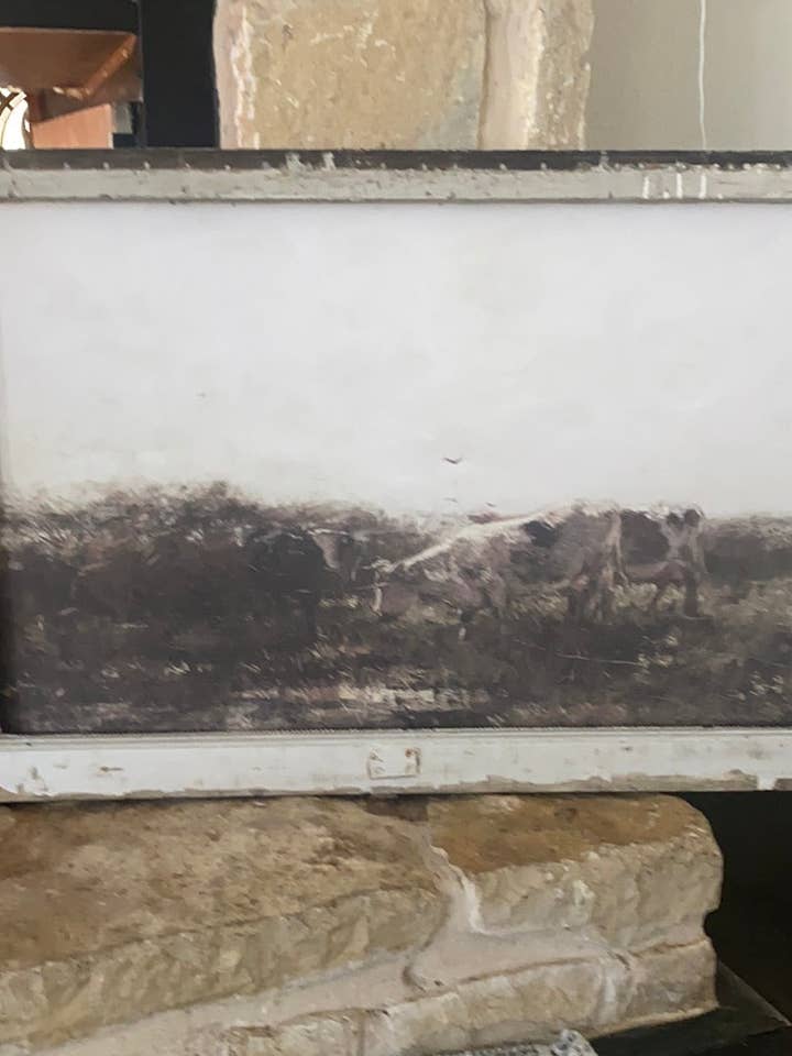 Mucche del Ruscello per la vendita all'ingrosso da parte di Whitewashed Home