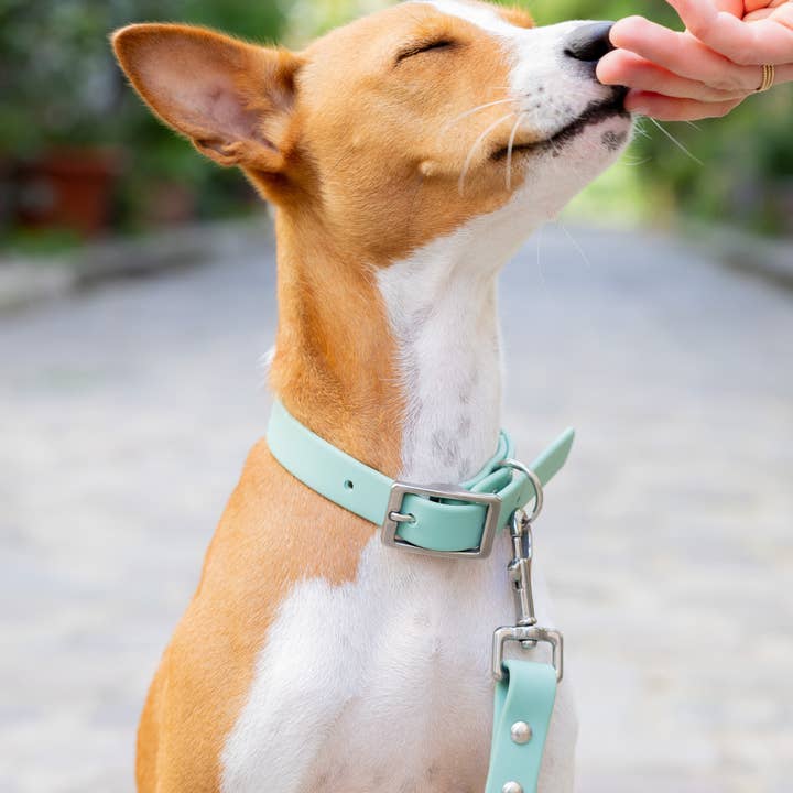 Ploouf Dogs - Wholesale Pet Leash - Dog - Lagoon green “soft touch” leash1