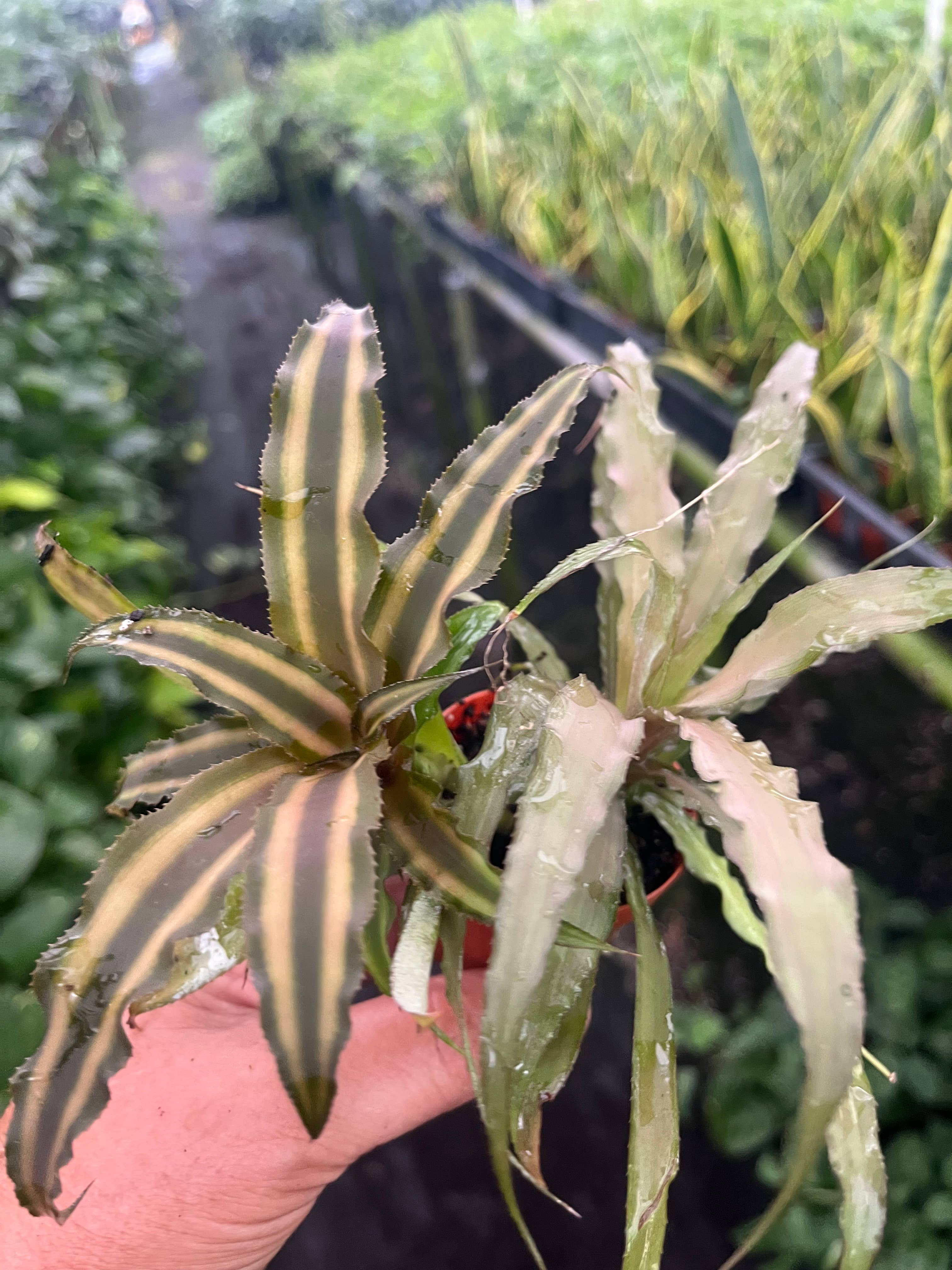 Succulents & Such, Inc. - Wholesale Live Plant -  2" Cryptanthus Assortment  1