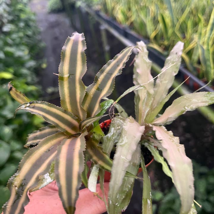 Succulents & Such, Inc. - Wholesale Live Plant - 2" Cryptanthus Assortment 1