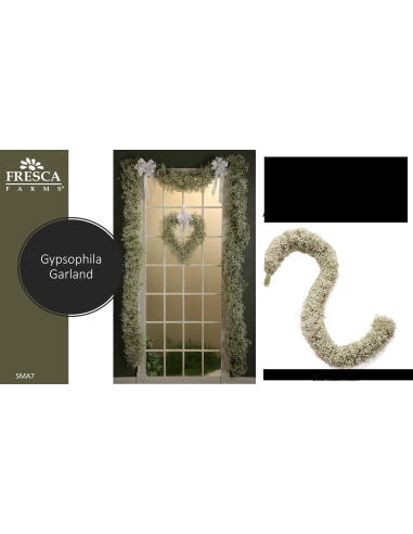 Florasource - Wholesale Fresh Cut Flowers - Gypsophila Garland FIVE FOOT SECTION0