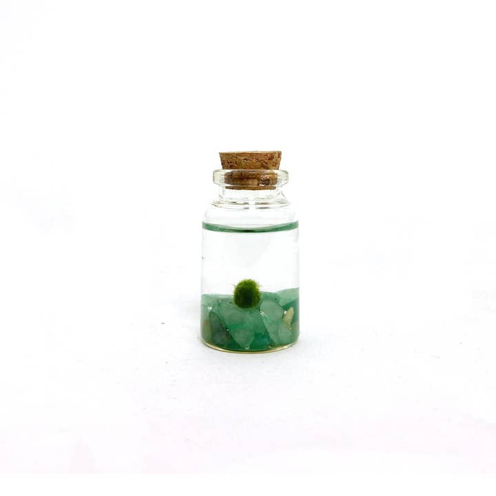 Moss Amigos | Moss Ball Terrariums - Wholesale Live Plant - Tiny Marimo Moss Ball Terrarium with Aventurine Gemstones1