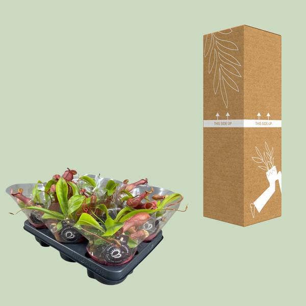 Oasis of Life - Wholesale Live Plant - Carnivorous Plant – Nepenthes Alata – Pitcher Plant – Ø12cm – ↕17cm – Exotic Houseplant with Decorative Pitcher Traps – Easy to Care for & Decorative2