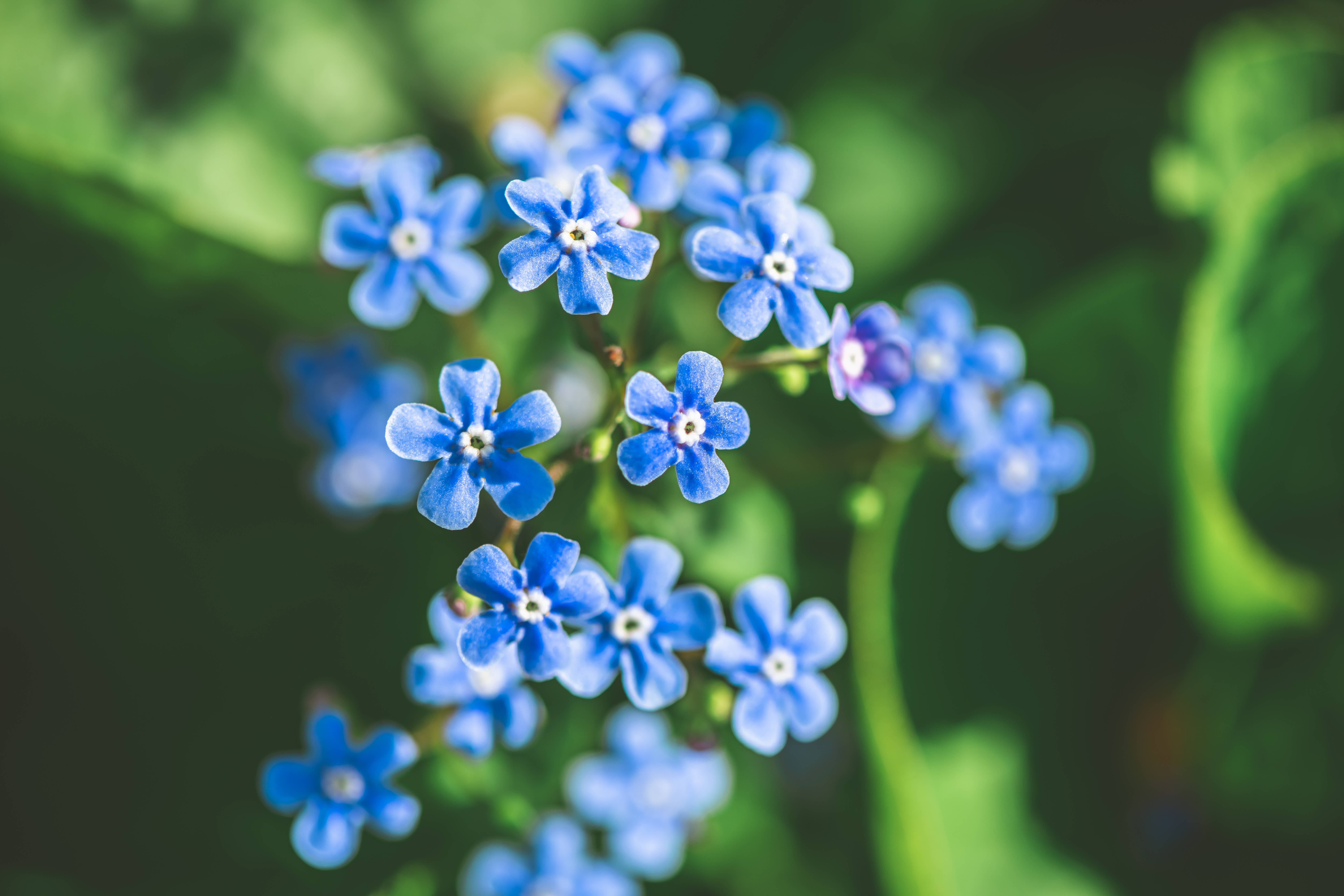 Bentley Seed Co. - Vente Graines de plantes - Monument commémoratif Seeds of Remembrance - Sachets de graines Forget Me Not9