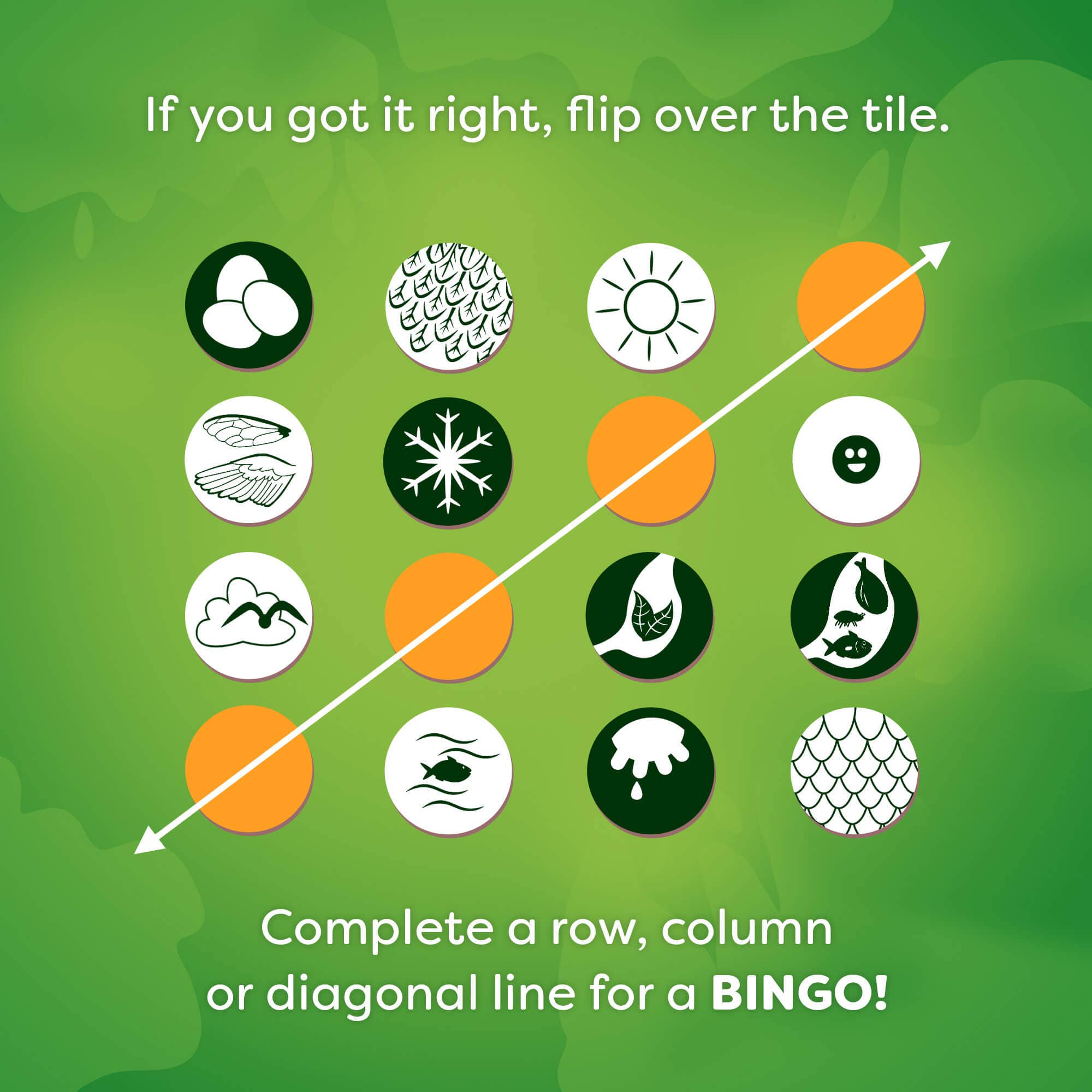 HABA USA - Wholesale Board Game - Animals Around the World Bingo3