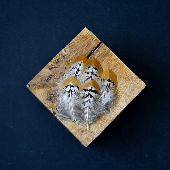 Plumes Naturelles – wholesale Hantverkstillbehör – Fasan fjädrar 6 centimeter