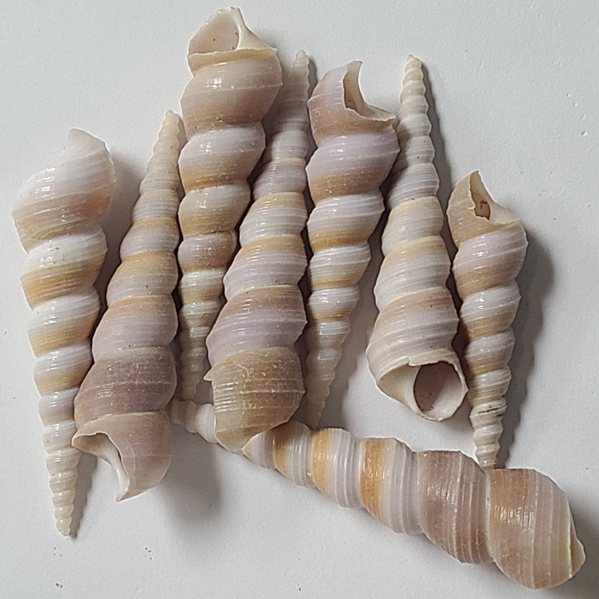 Darlene's Shells - Wholesale Decorative Tabletop Object - PURPLE TURRITELLA0