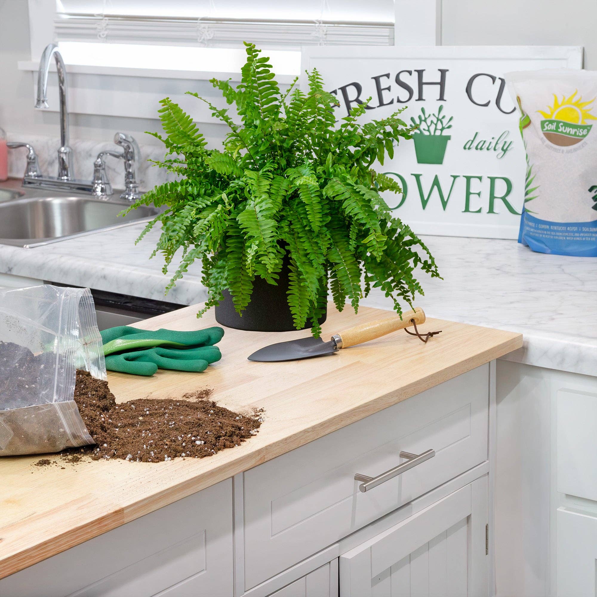 Kurated Korner - Wholesale Planting/Potting Soil - Soil Sunrise Air Cleaning Plant Potting Mix4