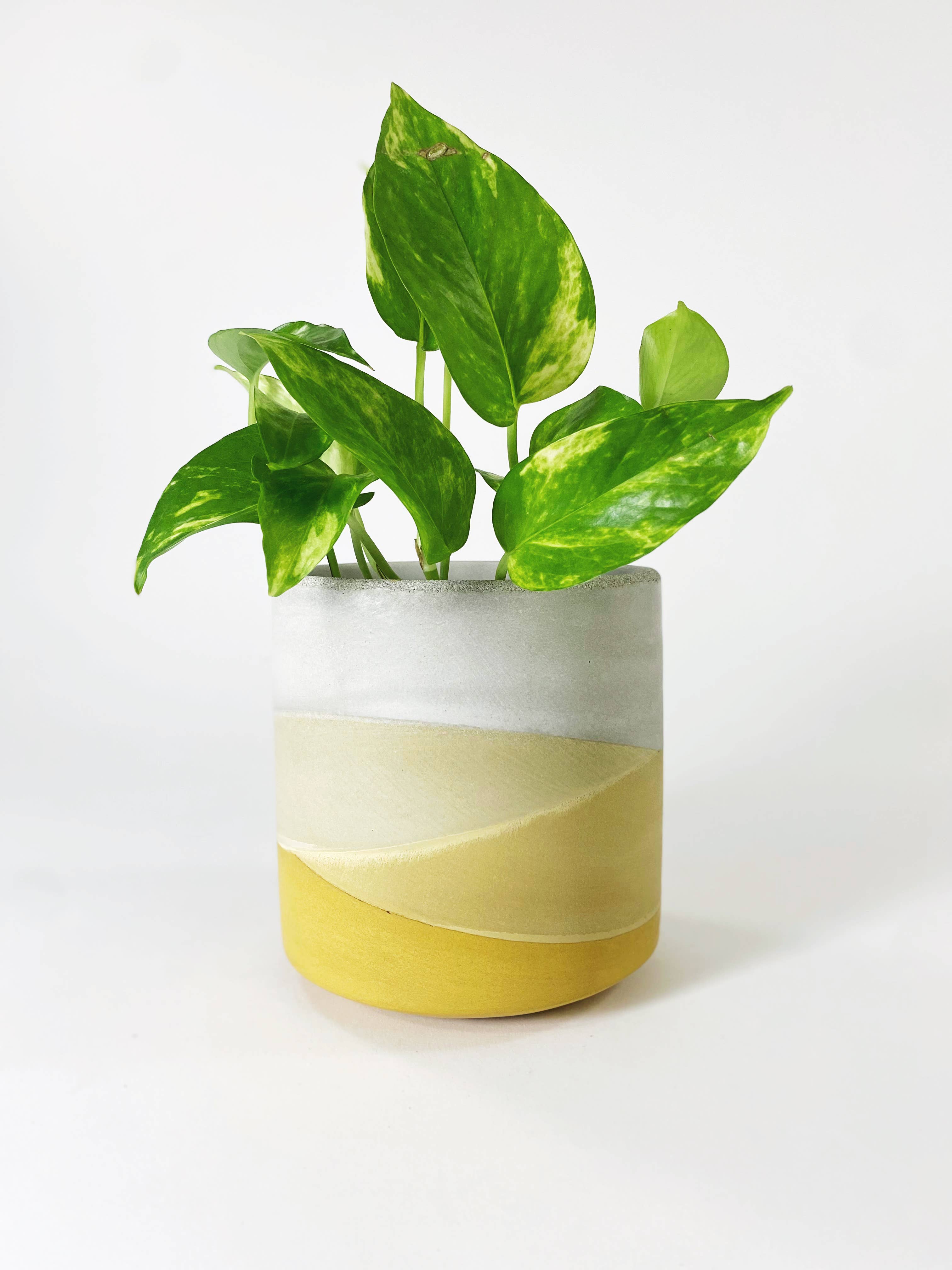 Settlewell - Wholesale Plant Pot - 6" Straight Sided Concrete Pot /  17 Colors13
